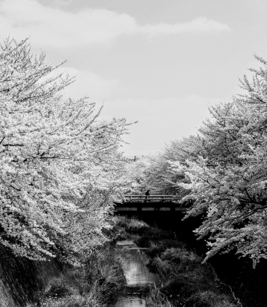 三沢川の桜